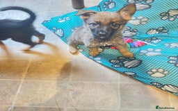 Mixed Breed dogs for sale: Malinois rotti cross puppy’s for sale - Image 9