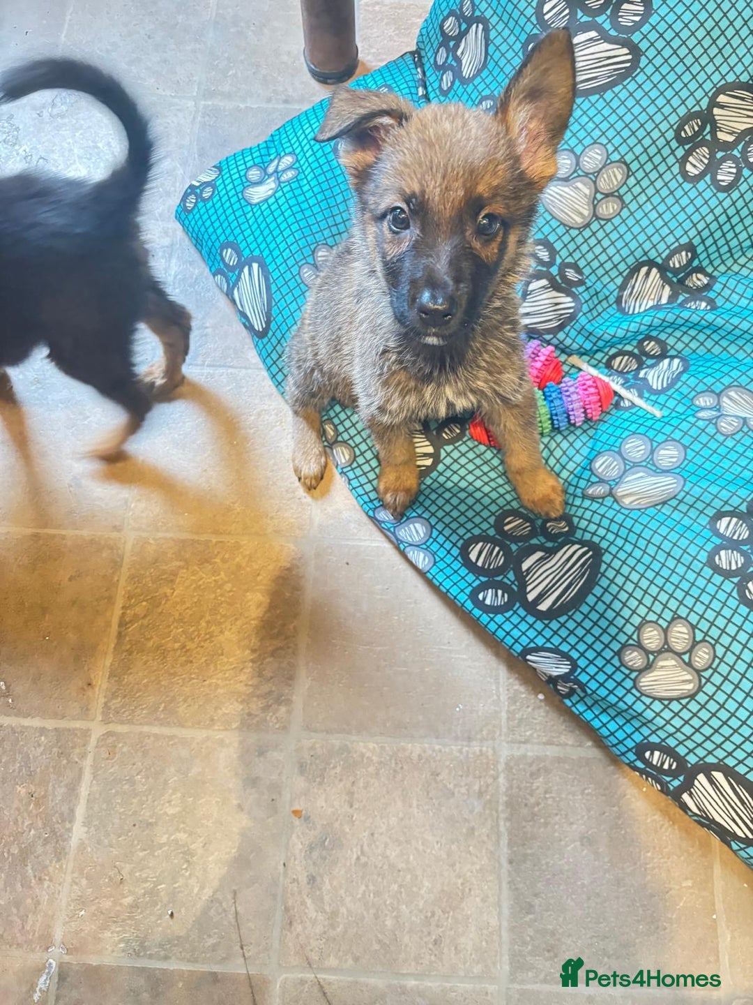 Mixed Breed dogs for sale: Malinois rotti cross puppy’s for sale - Image 9