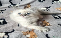 Ragdoll cats for sale: Ready Now Last Ragdoll Girl DNA tested  - Image 6