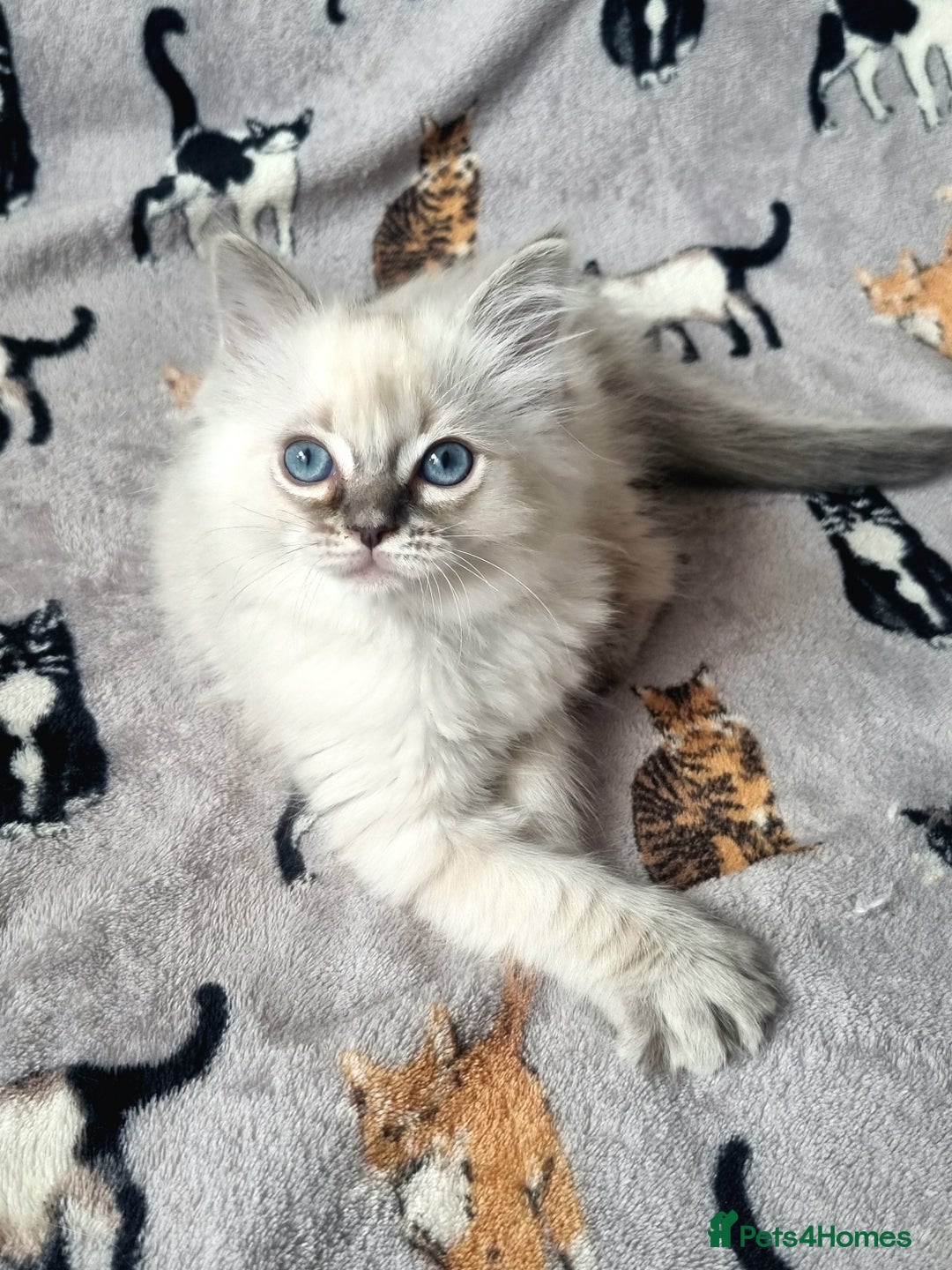Ragdoll cats for sale: Ready Now Last Ragdoll Girl DNA tested  - Image 6