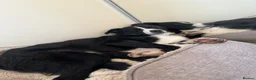 Border Collie dogs for sale: Border collie, Koby - Advert 12