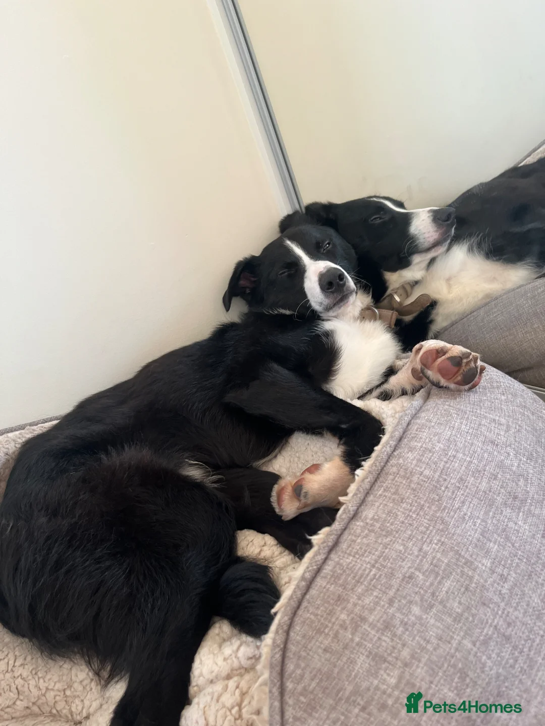 Border Collie dogs for sale: Border collie, Koby - Advert 12