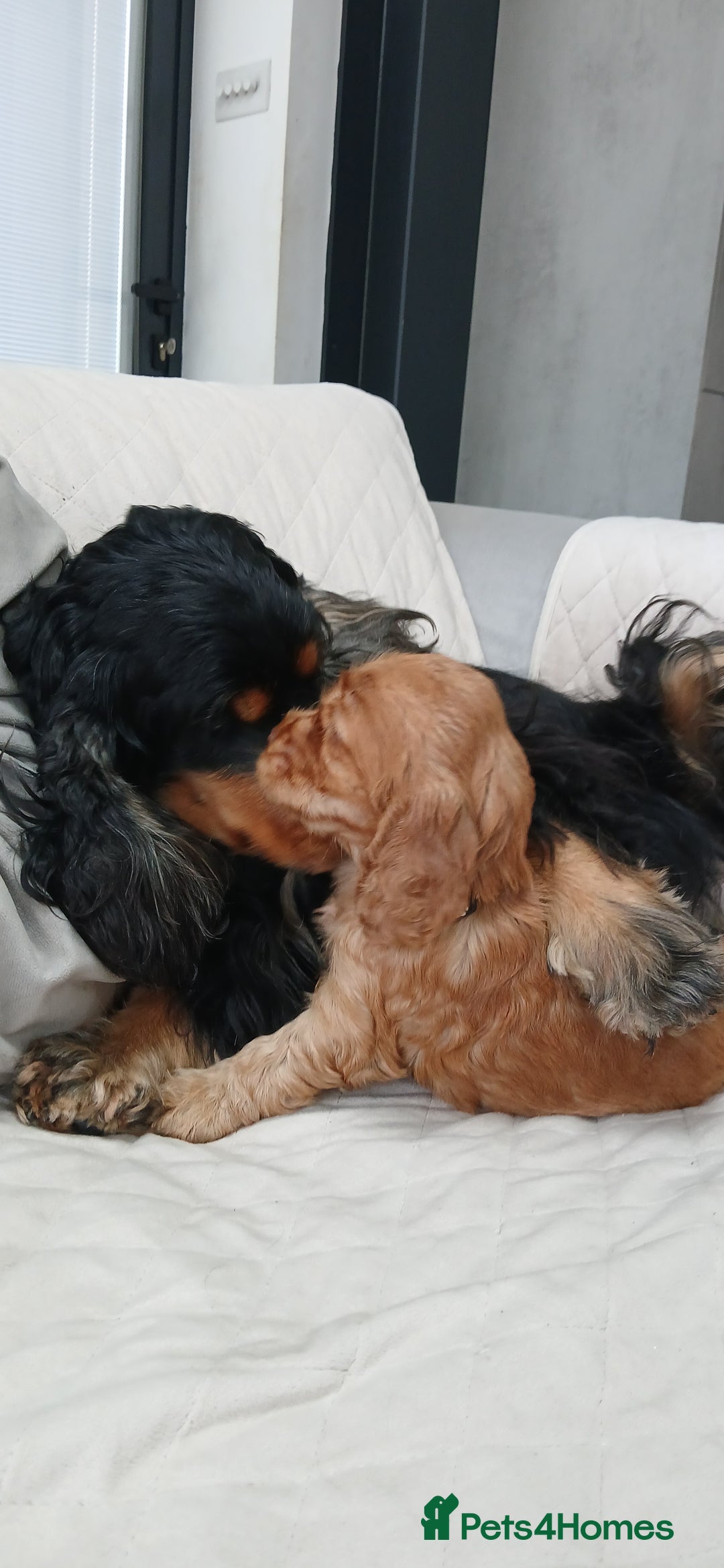 Cocker Spaniel dogs for sale: SHOW COCKER SPANIEL GOLDEN BOY/ DNA TESTED PARENTS - Image 5