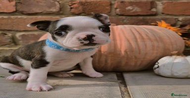 Boston Terrier dogs - Advert 2
