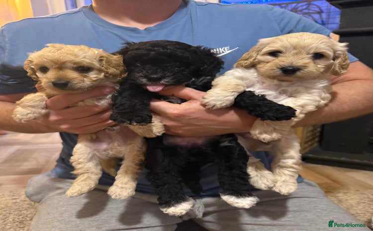 Cockapoo dogs - Advert 3
