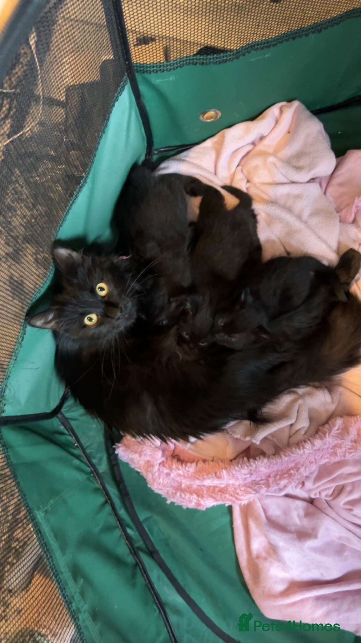 Mixed Breed cats 3 beautiful black fluffy kittens for sale.  - Advert 6