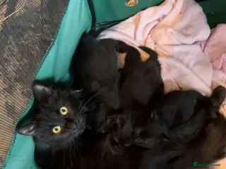 Mixed Breed cats 3 beautiful black fluffy kittens for sale. - Advert 2