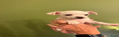 Chihuahua 1