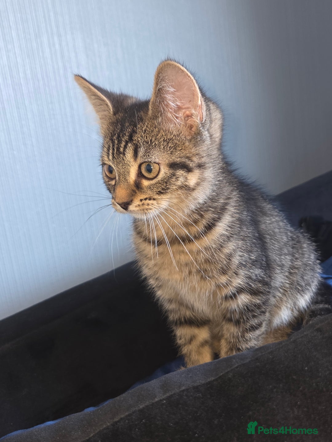 British Longhair cats for sale: Kittens - Image 2