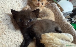 Devon Rex cats for sale: Adorable first generation permitted outcross - Image 19