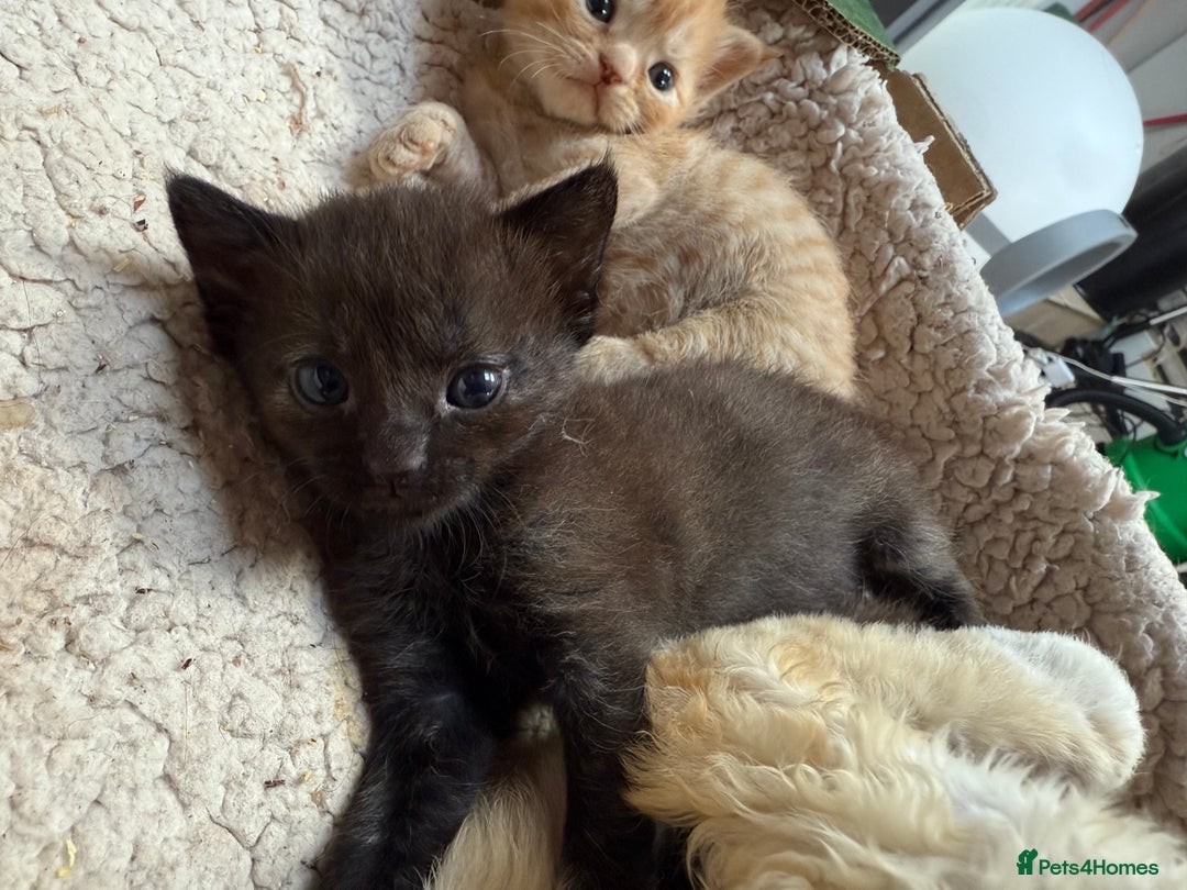 Devon Rex cats for sale: Adorable first generation permitted outcross - Image 19