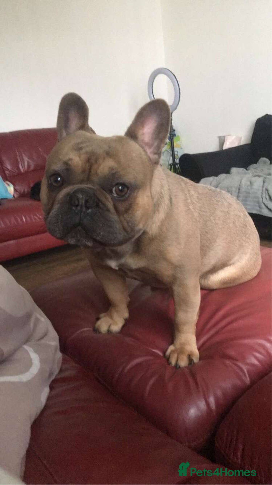 French Bulldog dogs for stud: Tan Male - Advert 2