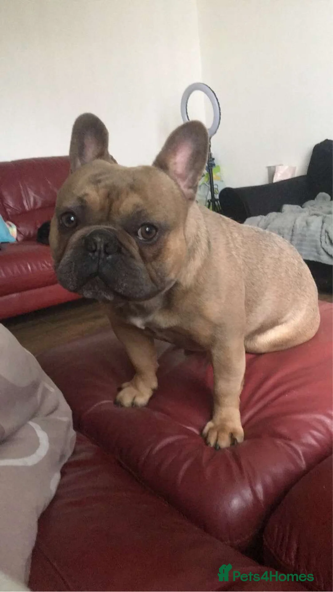 French Bulldog dogs for stud: Tan Male - Advert 2