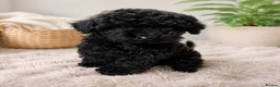 Toy Poodle dogs for sale: Gorgeous Black Toy Poodle Puppies in South Ockendon - Advert 1