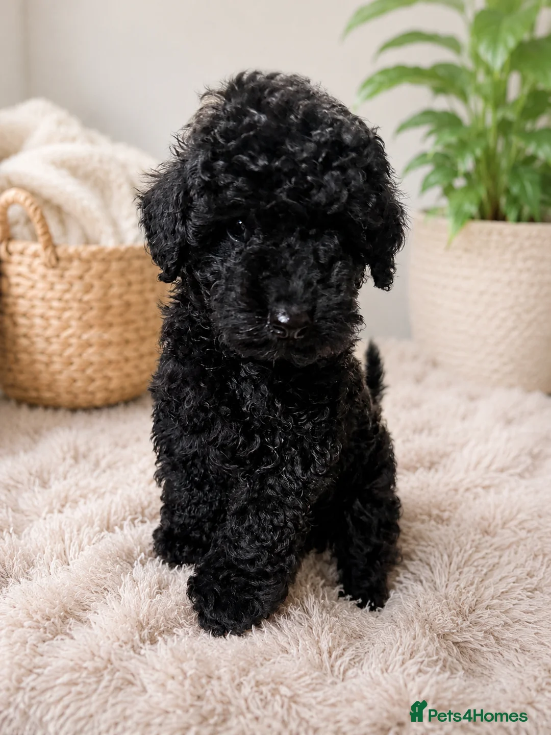 Toy Poodle dogs for sale: Gorgeous Black Toy Poodle Puppies in South Ockendon - Advert 1