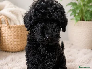 Toy Poodle dogs Gorgeous Black Toy Poodle Puppies - Advert 1
