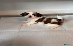 Shih Tzu dogs for sale: 5 gorgeous Shih Tzu puppies - Image 14