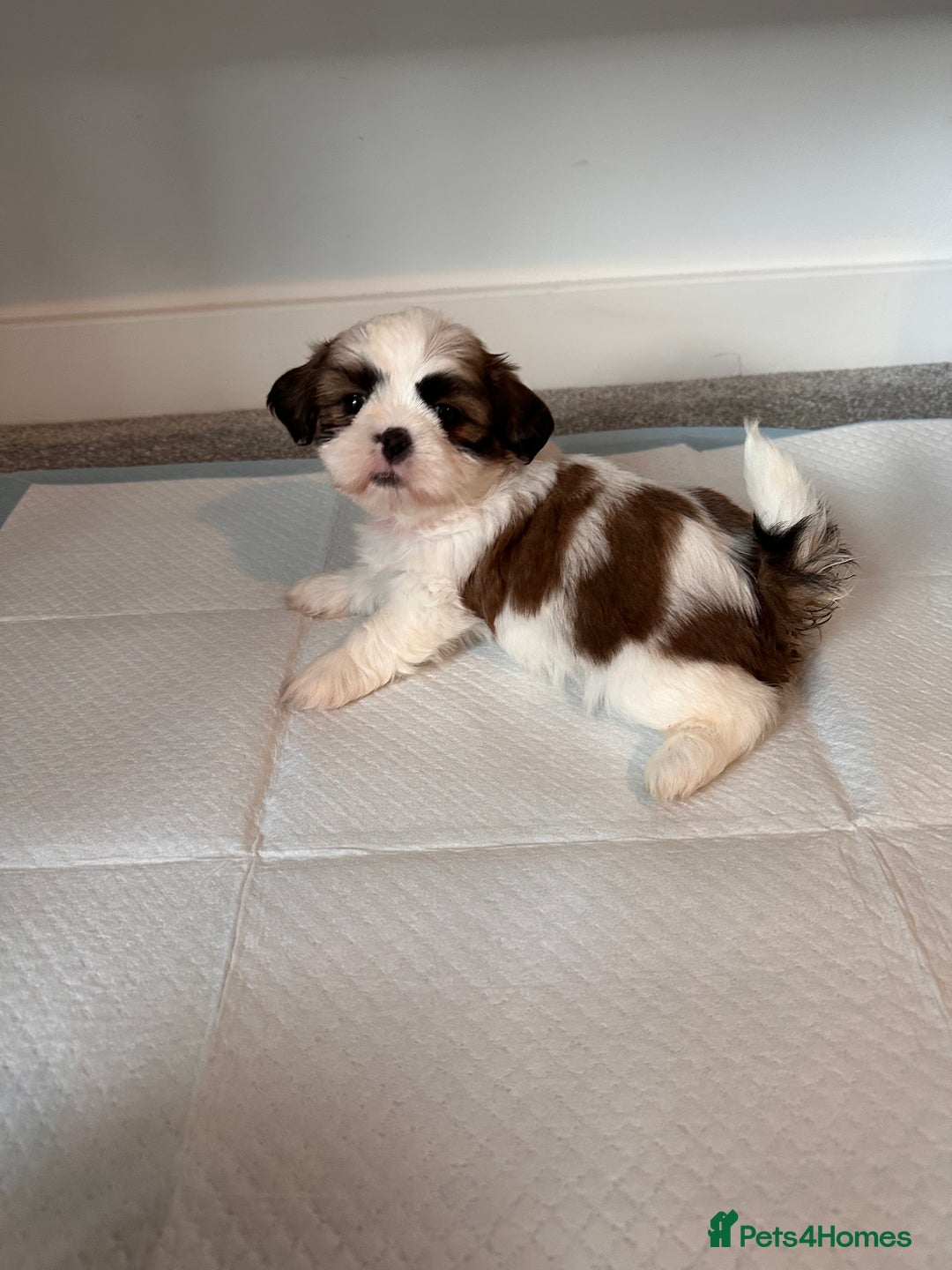 Shih Tzu dogs for sale: 5 gorgeous Shih Tzu puppies - Image 14