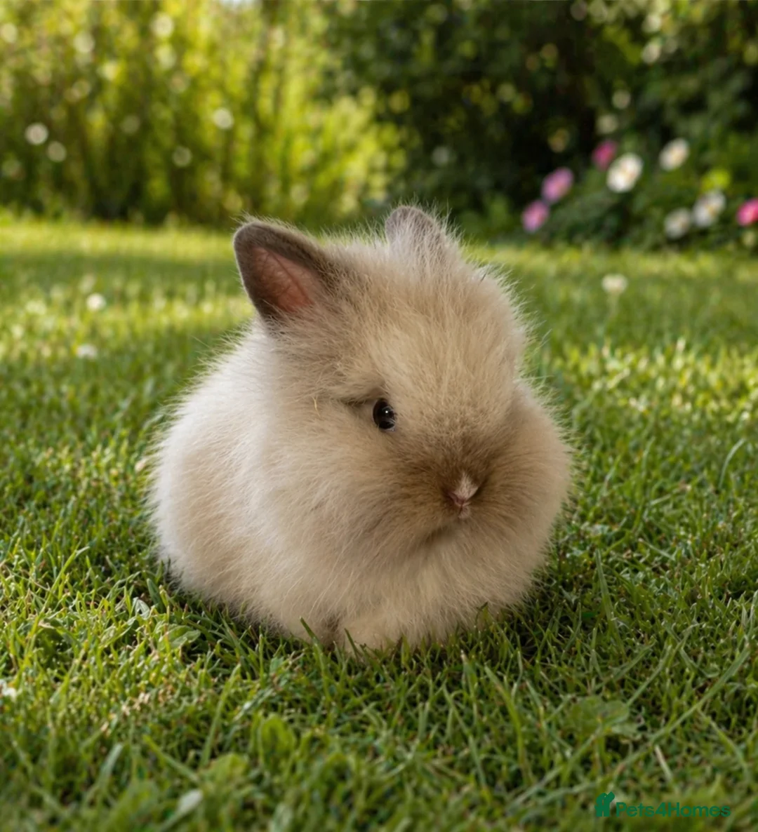 Lionhead rabbits for sale: Mini double maned lion head - Advert 1