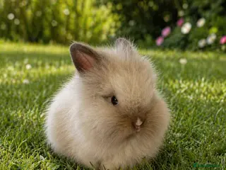 Lionhead rabbits Mini double maned lion head - Advert 5