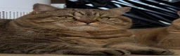 British Shorthair cats for sale: Luna - British Shorthair - Advert 1
