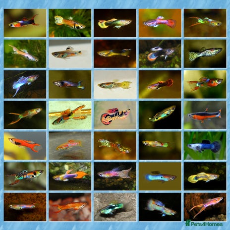Live Bearers fish in Glasgow - Advert 3