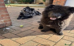 Chow Chow dogs for sale:  🐾 LAST TWO Ready to go STUNNING GIRL chow chows* - Image 9