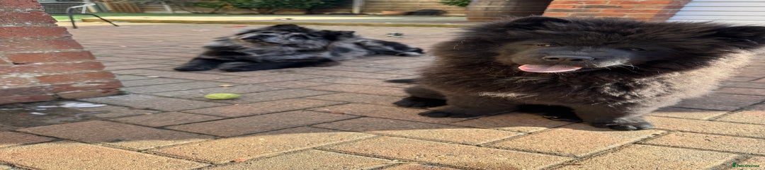 🩷LOVING FUN ADORABLE BLACK girl Chow Chow Puppy 3 💜