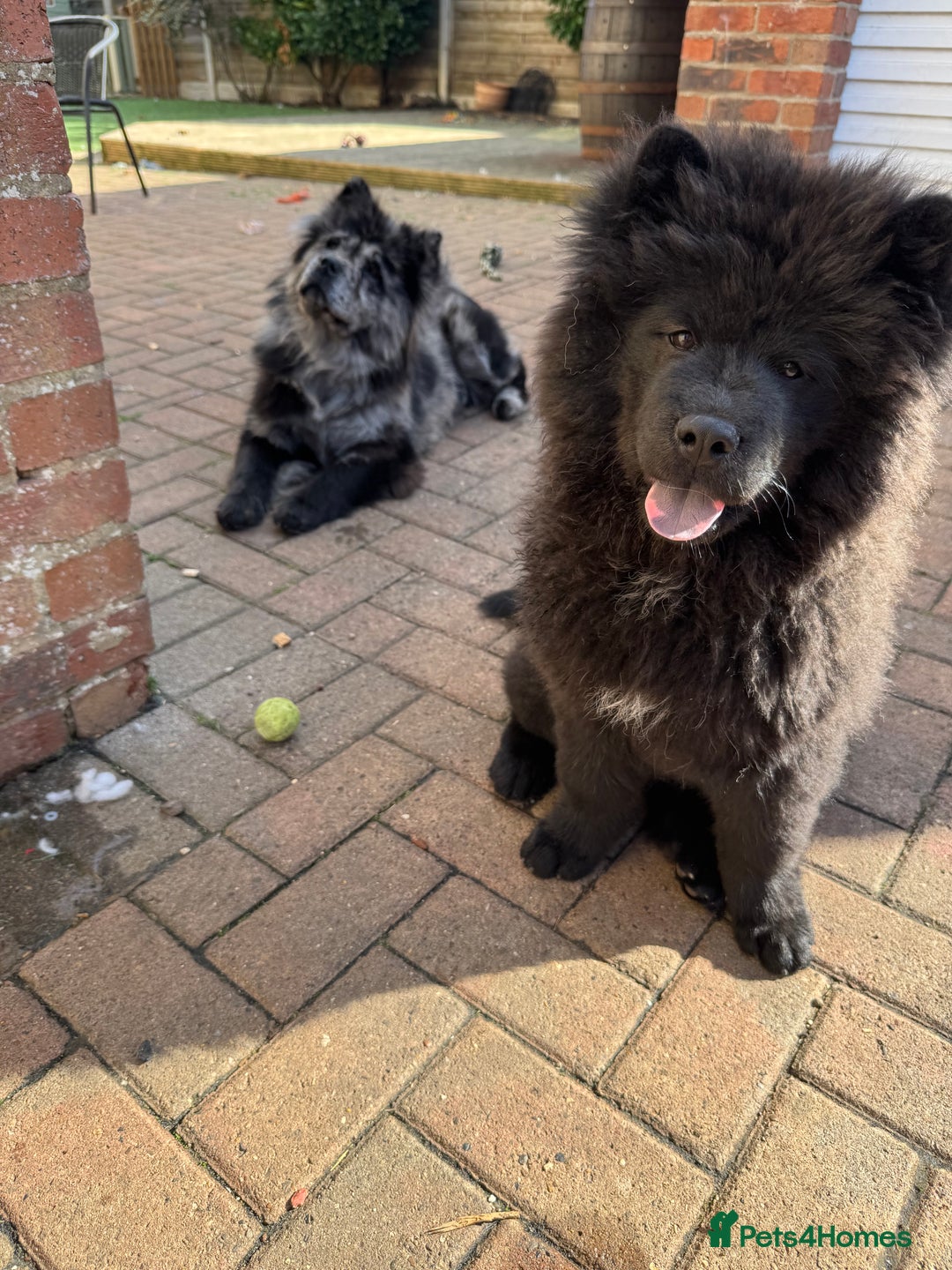Chow Chow dogs for sale:  🐾 LAST TWO Ready to go STUNNING GIRL chow chows* - Image 9