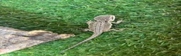 Bearded Dragon reptiles for sale: Bearded dragon babies - Advert 3