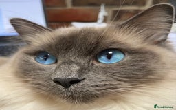 Ragdoll cats for sale: Beautiful Blue Point Ragdoll kittens - Image 28