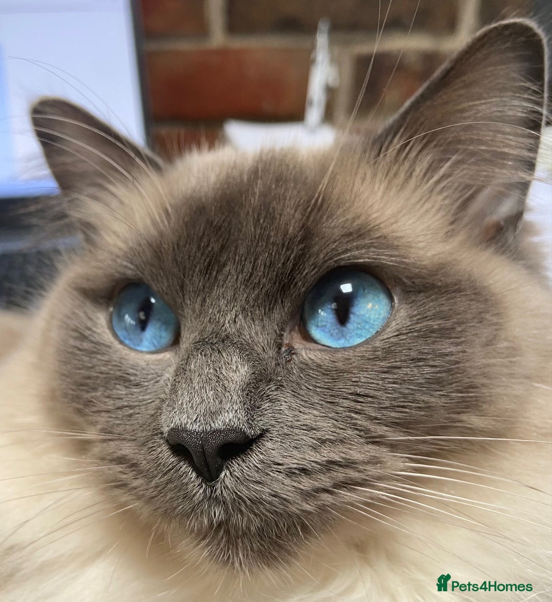 Ragdoll cats for sale: Beautiful Blue Point Ragdoll kittens - Image 28