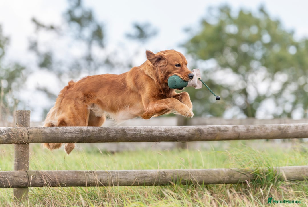 Golden Retriever dogs for stud: Fully Health Tested Show/Working Golden Retriever  - Advert 4