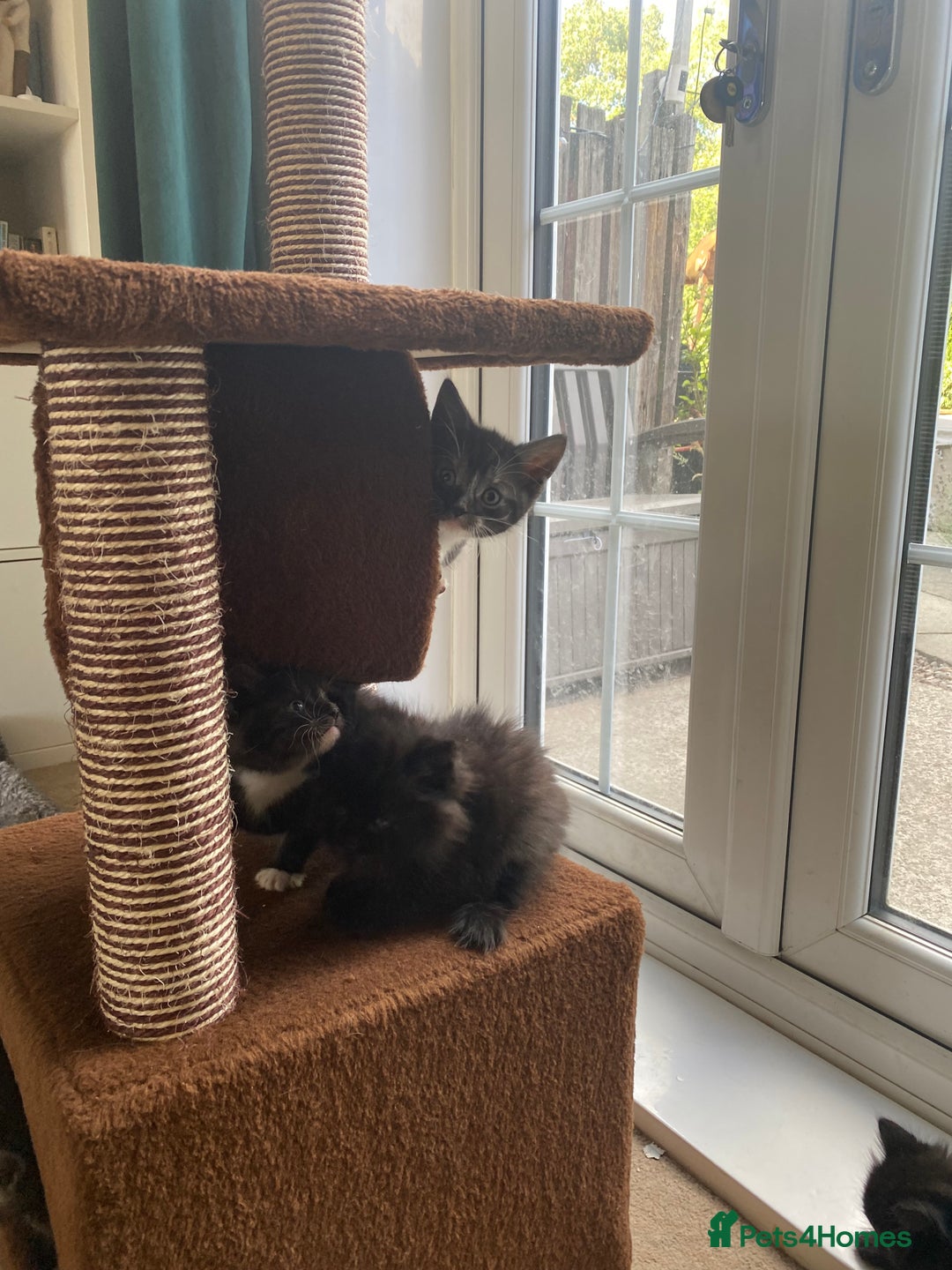British Shorthair cats for sale: Adorable kittens  - Image 15