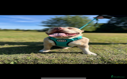 American Bully dogs for sale: One year old male Pocket Bully - Image 1