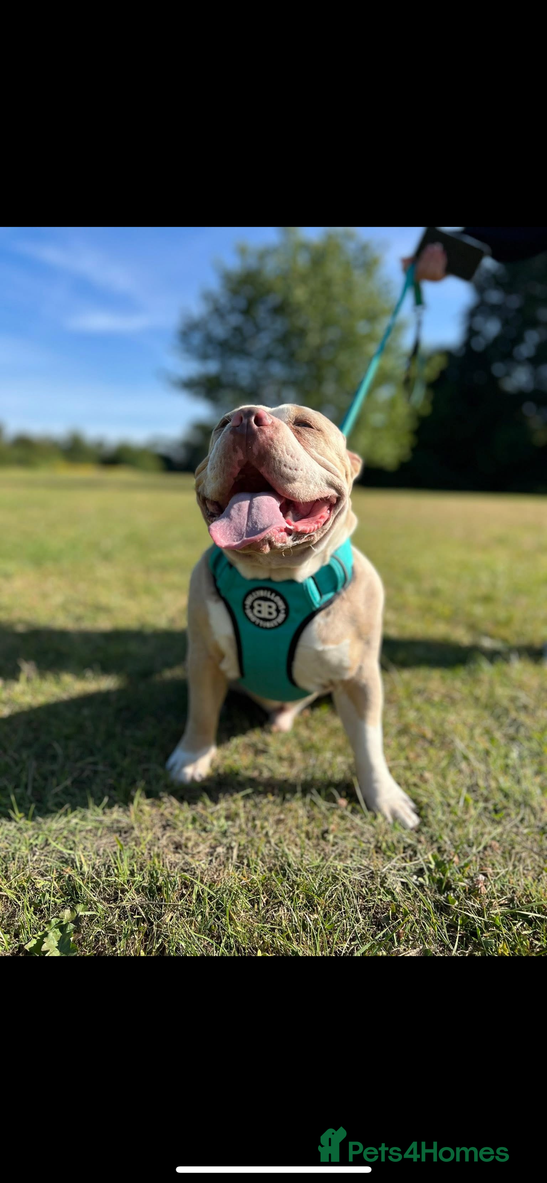 American Bully dogs for sale: One year old male Pocket Bully - Image 1