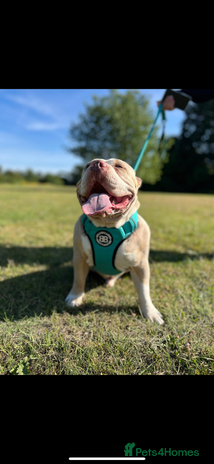 American Bully dogs - Advert 1