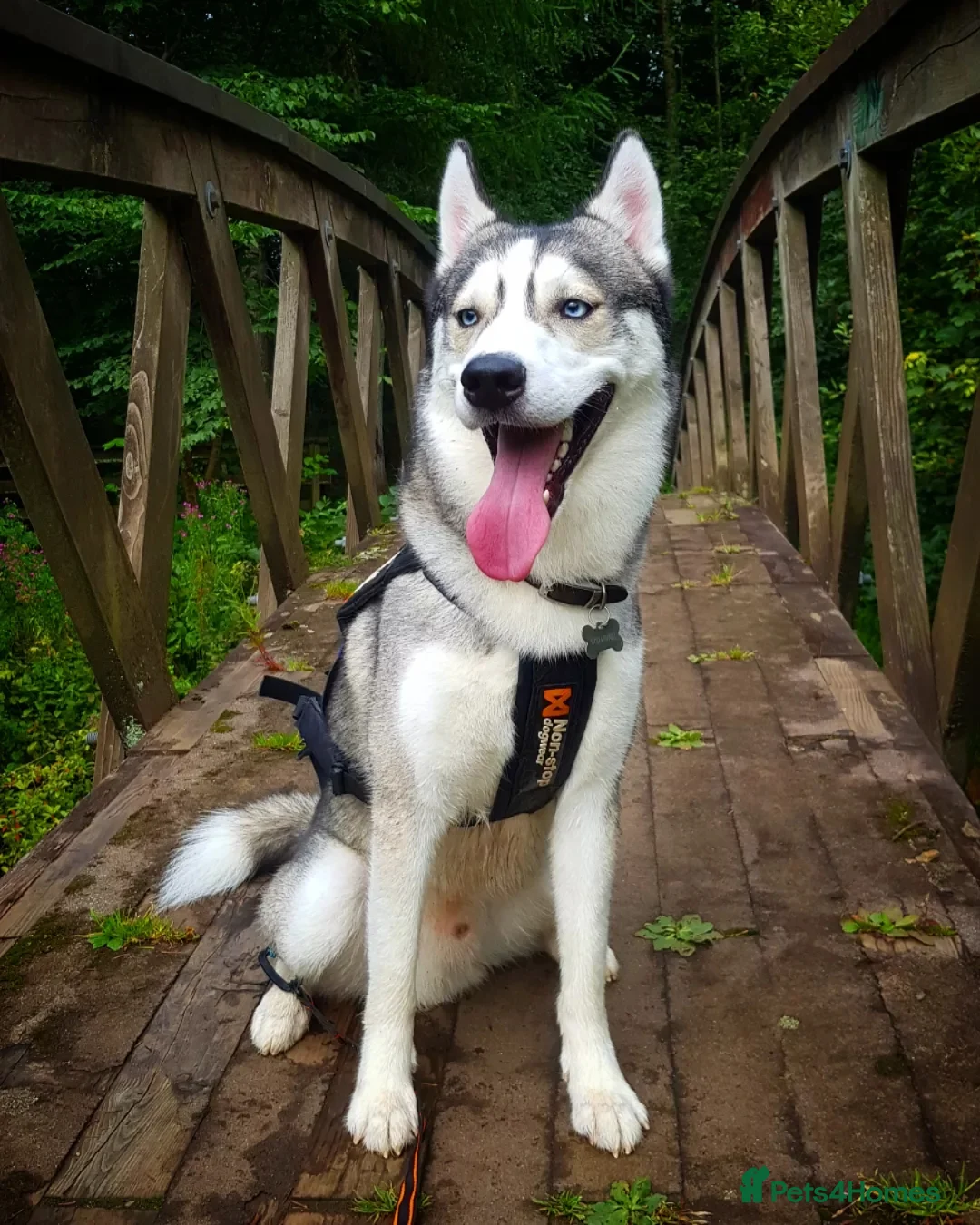 Siberian Husky dogs for stud: DANAMELI TITAN KING - Proven Health Tested Stud in Glasgow - Advert 27