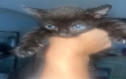 British Shorthair cats for sale: British shorthair x bengal - Image 9