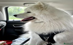 Samoyed dogs for stud: Health Tested, Proven, Show Samoyed for Stud in Exeter - Image 3