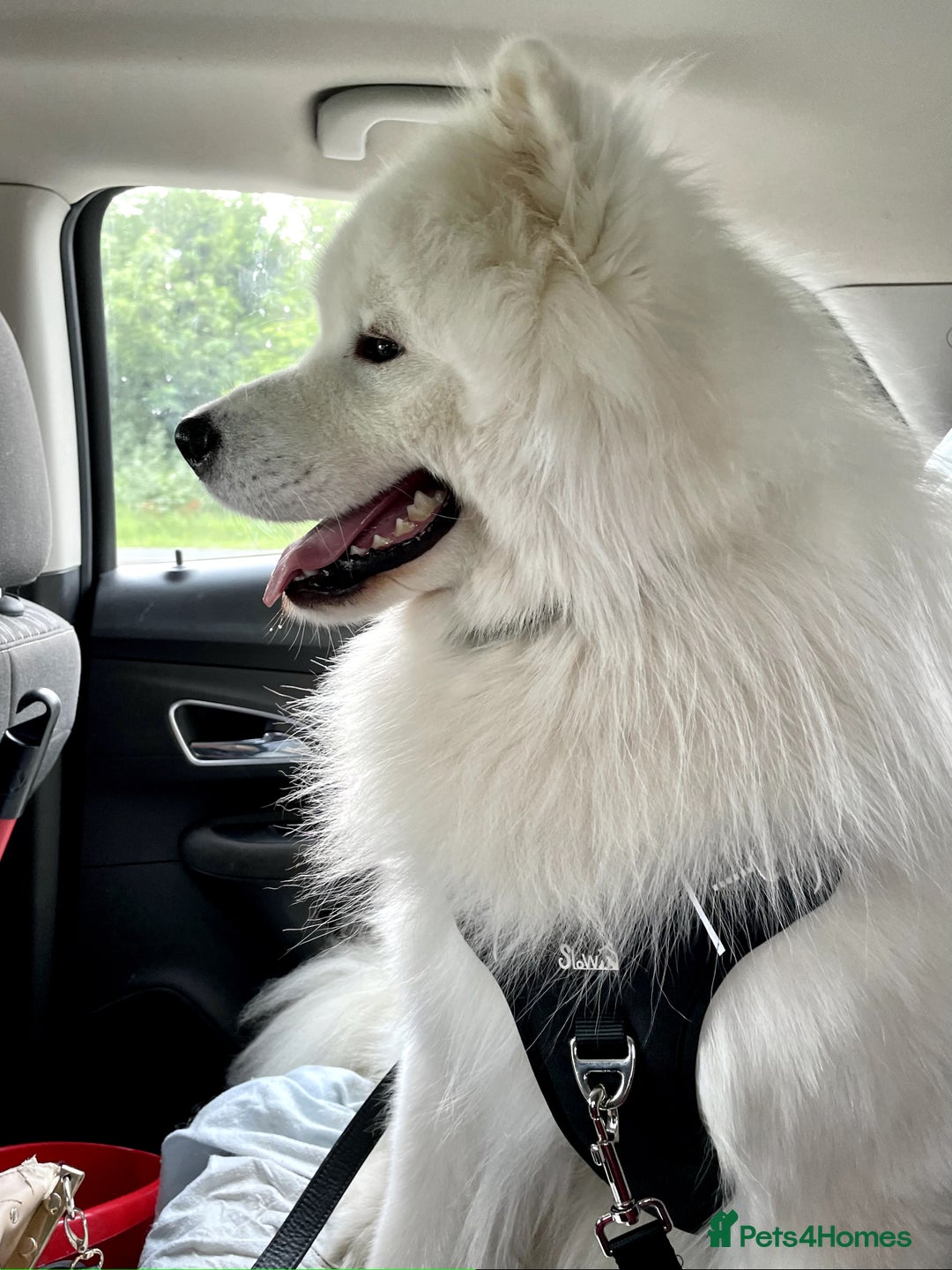 Samoyed dogs for stud: Health Tested, Proven, Show Samoyed for Stud in Exeter - Image 3