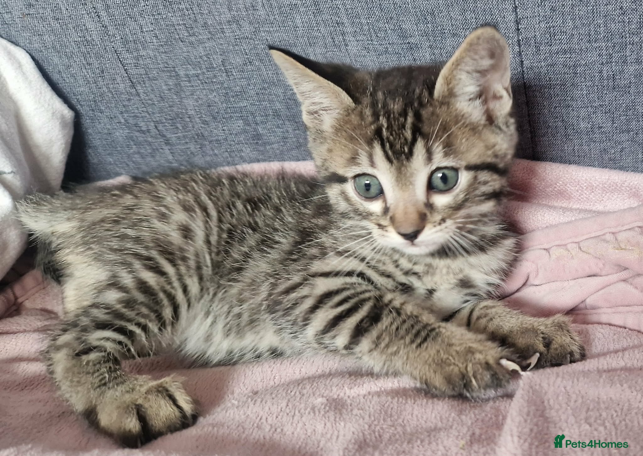 Bengal cats Lovely kittens dad Bengal mum Ragdoll - Advert 8