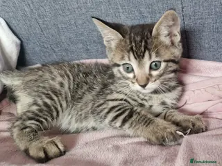 Bengal cats Lovely kittens dad Bengal mum Ragdoll - Advert 8