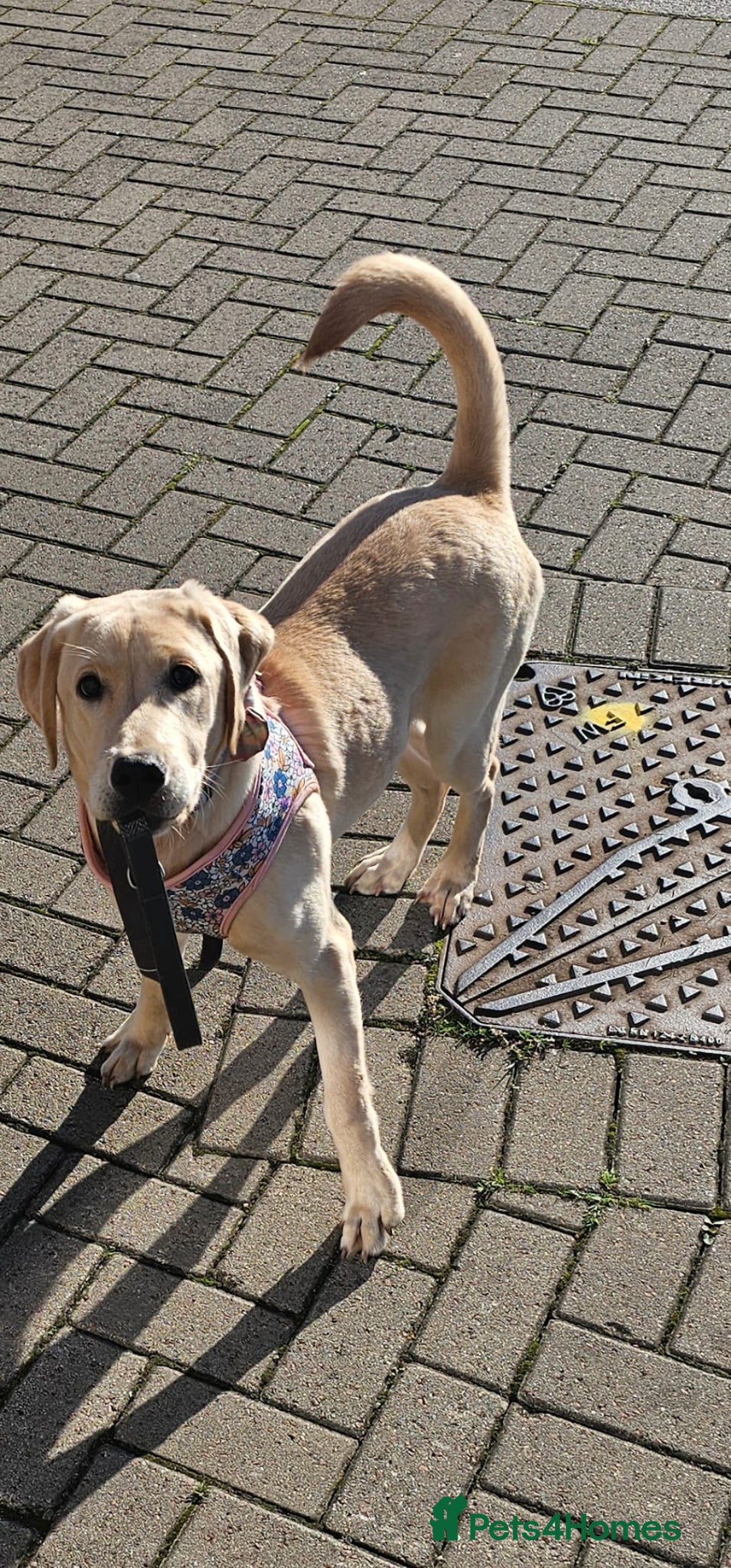 Labrador Retriever dogs for sale: Labrador 15month old female - Advert 1