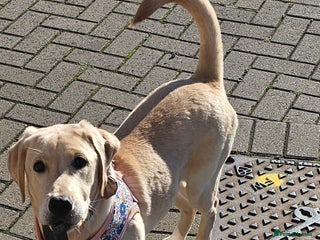 Labrador Retriever dogs Labrador 15month old female - Advert 12