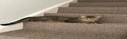 Bengal cats for sale: Steve - Advert 3