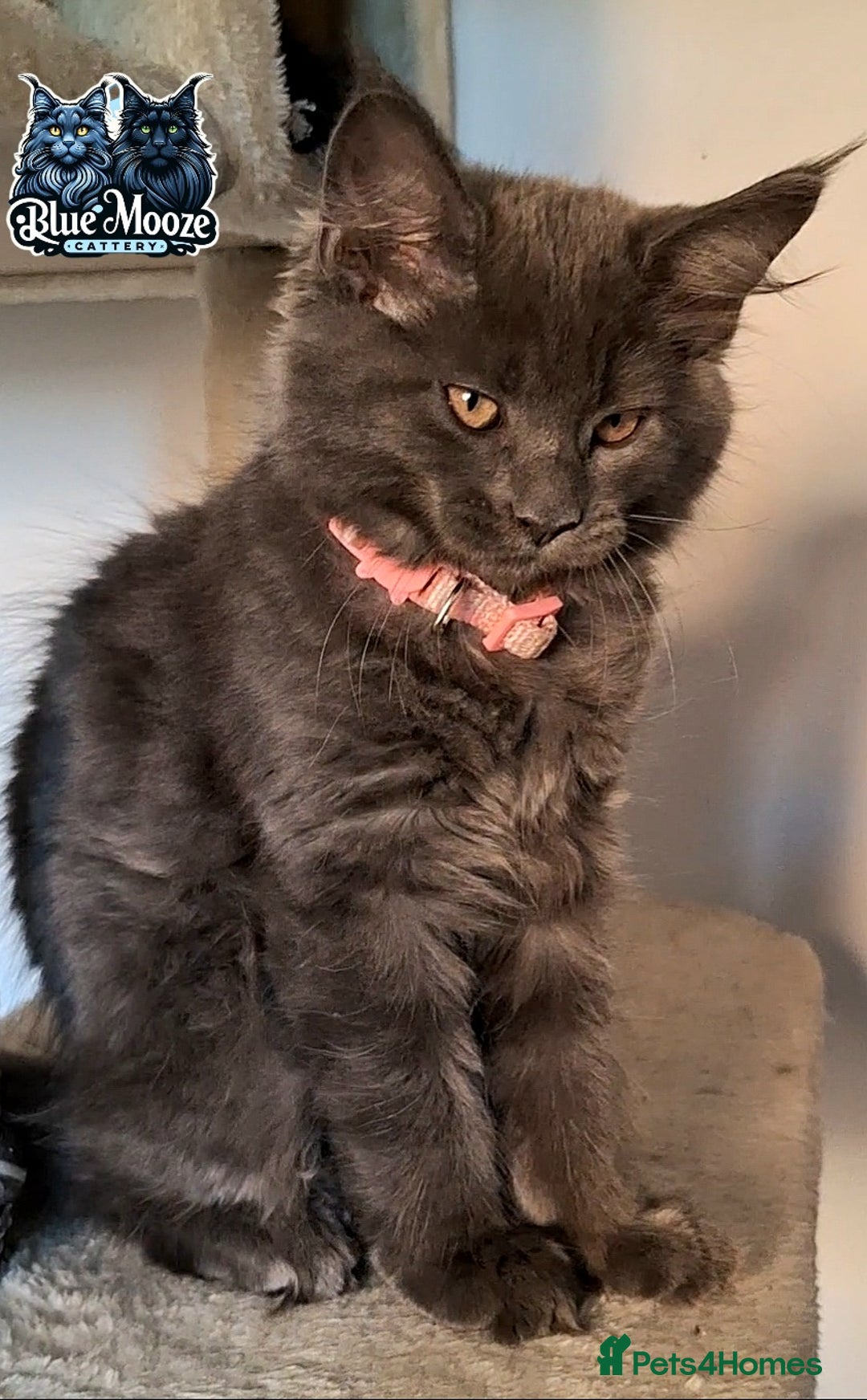 Maine Coon cats for sale: Maine Coon Kitten - Girl remaining in Chichester - Image 2