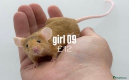Mouse rodents for sale: fancy mice - (please read the description).  - Image 9