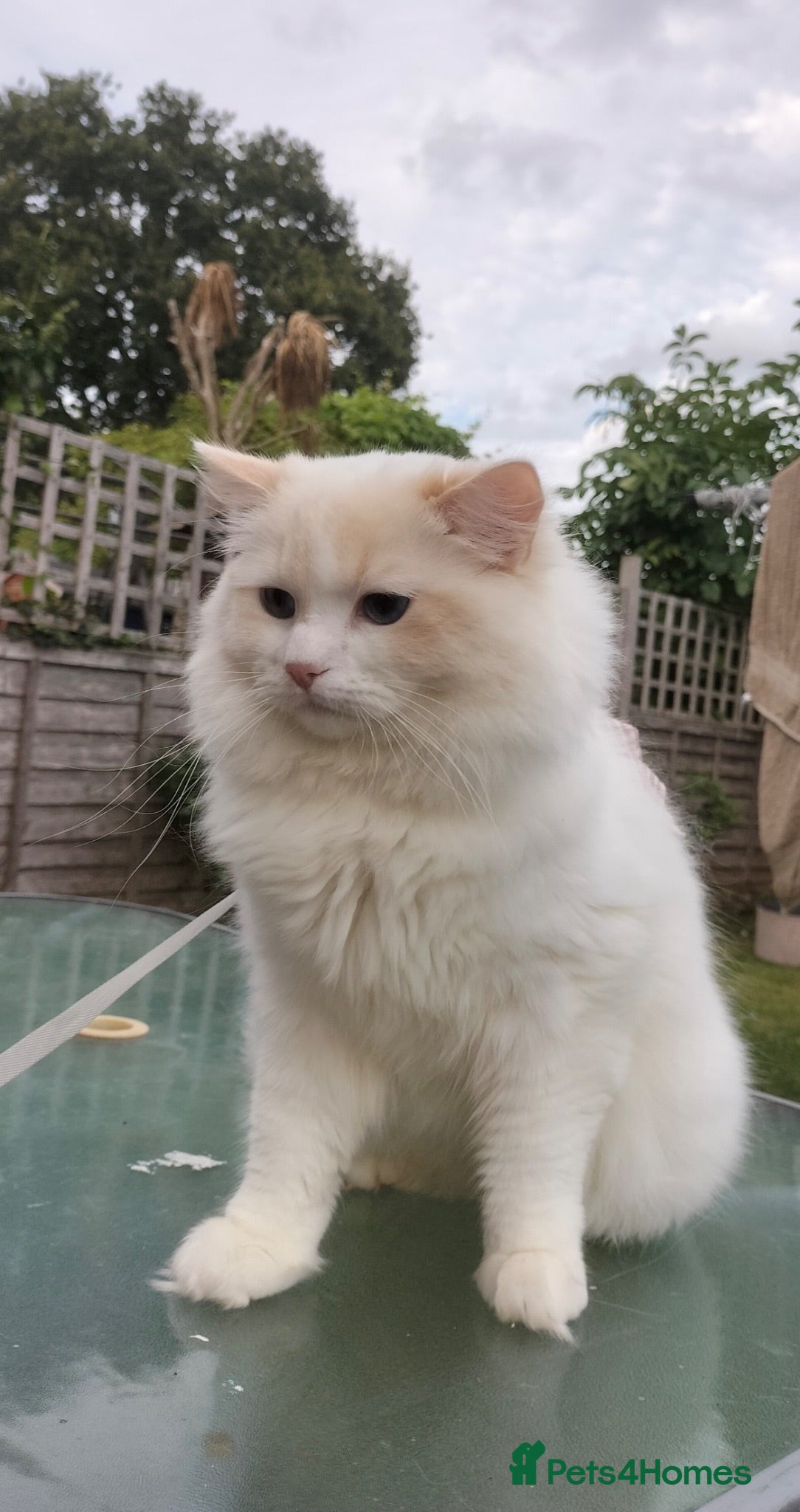 Ragdoll cats Active GCCF and TICA ragdoll male cream bi colour  - Advert 1