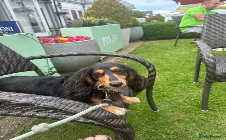 Miniature Dachshund dogs - Advert 2